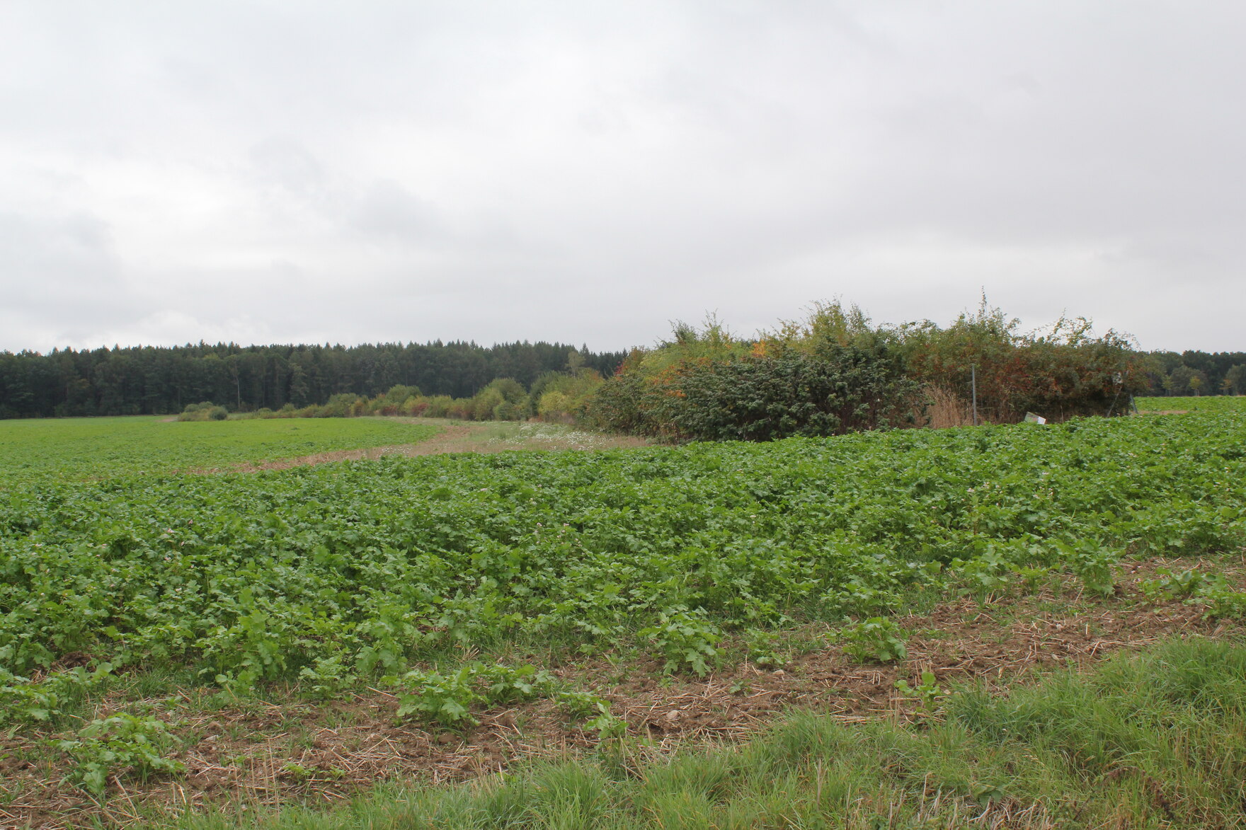 Hecken-, Feld- Und Ufergehölze - Förderportal - Sachsen.de