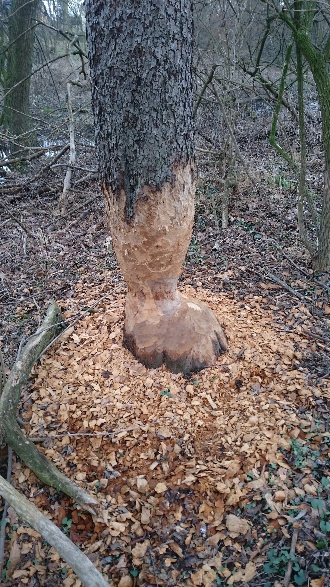 Der Baum ist vom Biber abgenagt. Sieht aus wie ein großer Bleistift.