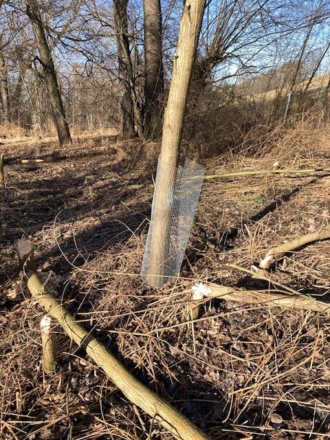 Es steht nur noch ein Baum, der einen Schutzzaun aus Metall am Stamm hat.