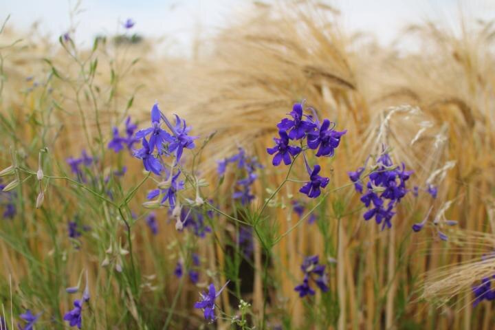 Rittersporn Pflanze auf Feld