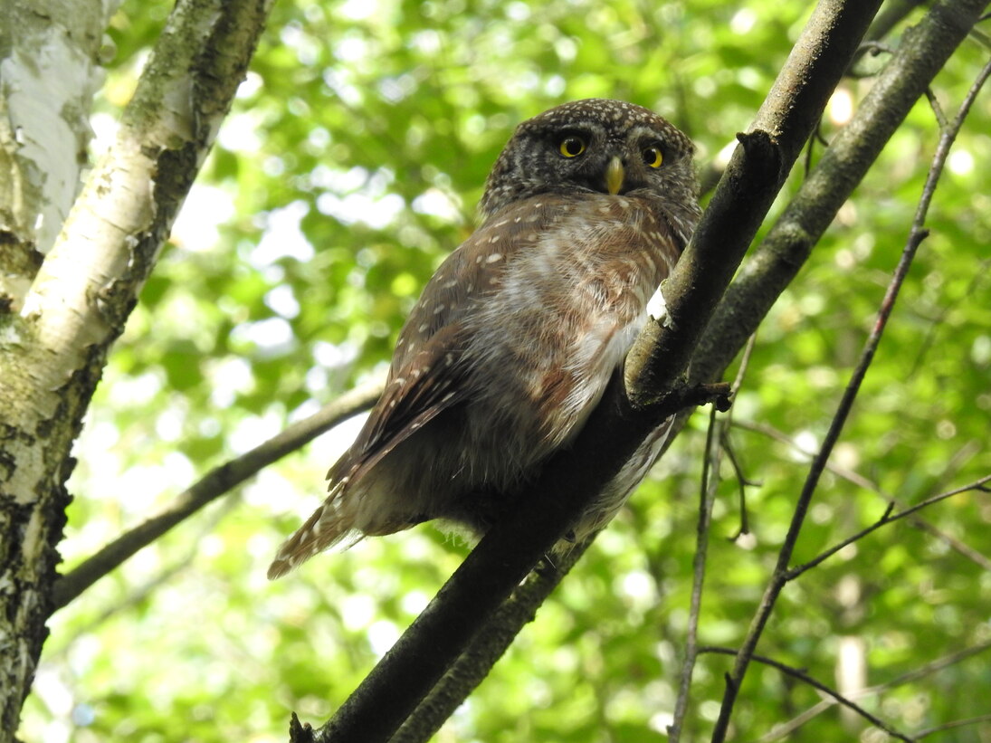 Sperlingskauz sitzt im Baum im Moorwald