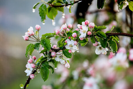 Foto: Zweig eines Apfelbaums mit Blüten, daran hängen Eiszapfen