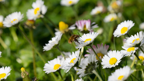 Frühlingsspaziergänge 2025: Symbolfoto mit einer Gänseblümchenwiese und Biene