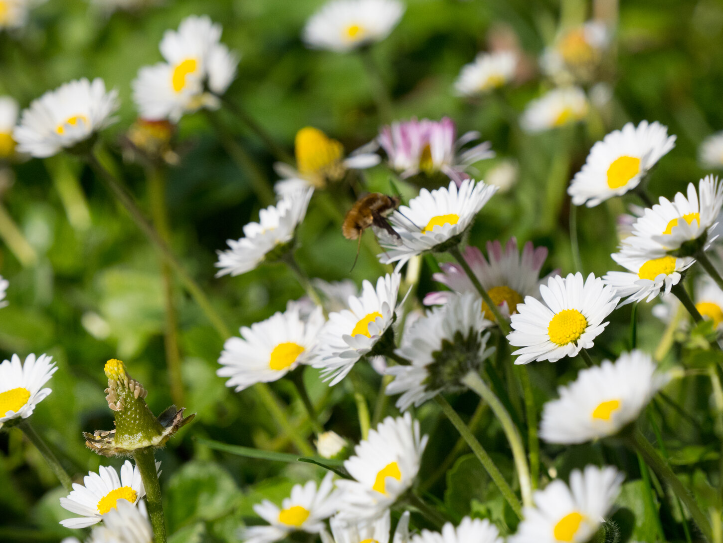 Frühlingsspaziergänge 2025: Symbolfoto mit einer Gänseblümchenwiese und Biene