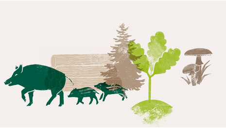 Themenbereich Wald: Illustration mit Wildschweinen, Holzstapel, Pilzen, Nadelbaum und jungem Eichenbaum